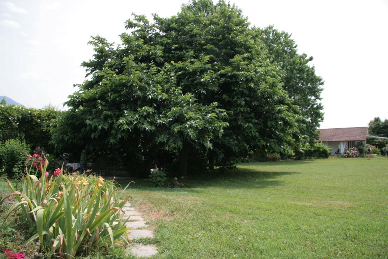Pietrasanta - Versilia - Villa Arzilla Garden Con Piscina Tonfano Zewnętrze zdjęcie