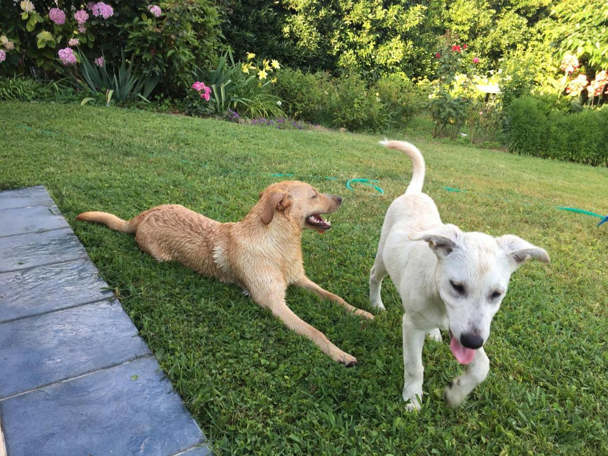 Pietrasanta - Versilia - Villa Arzilla Garden Con Piscina Tonfano Zewnętrze zdjęcie